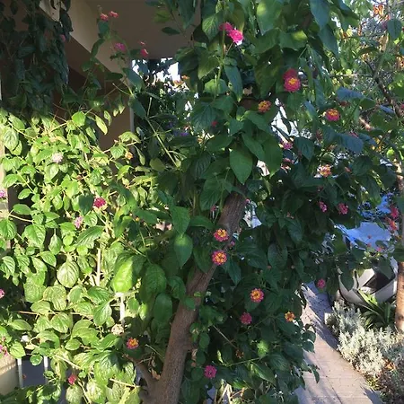 Apartman Ankica * טרוגיר